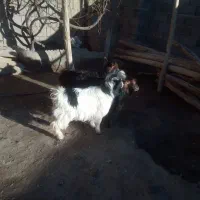 گوسفند|حیوانات مزرعه|قروه, |دیوار