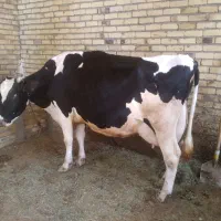 گاو اصیل هلشتاین