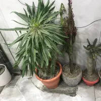 گل طبیعی|گل و گیاه طبیعی|کرج, حصارک بالا|دیوار