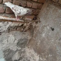 ۱۰ تاگبوتر خوب بلند پرواز یجا به فروش میرسد