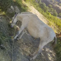 یک عددقاطر ماچک 6سال