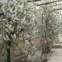 فروش-باغ-سخوید