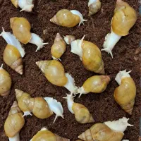 فروش حلزون اچاتینا (البینو)