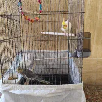 جفت عروس هلندی با قفس