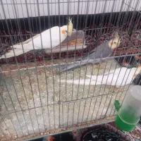 مرغ عشق  و عروس هلندی