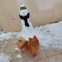 واگذاری سگ پامر