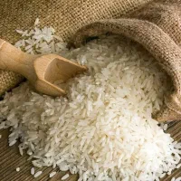 فجر سوزنی ، عروس برنج ایرانی