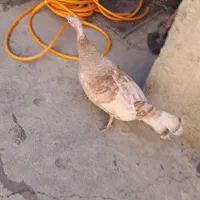 بقلمون فروشی‌