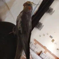 عروس هلندی|پرنده|نیمروز, |دیوار