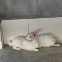 خرگوش نر و ماده