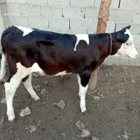 گاو با گوساله..|حیوانات مزرعه|رشت, نیکمرام|دیوار