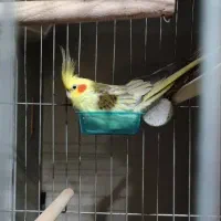 عروس هلندی گمشده