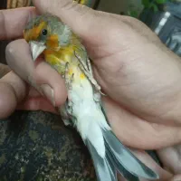 سهره قناری نر