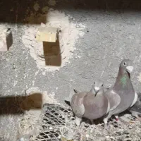 کبوتر|پرنده|جهرم, |دیوار