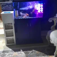 آکواریوم در حد نو|ماهی|بیرجند, |دیوار