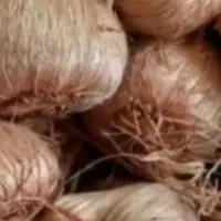 فروش پیاز زعفران