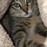 بچه گربه|گربه|نوشهر, |دیوار