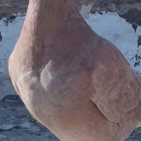 کبوتر پرشی|پرنده|فردوس (خراسان), |دیوار