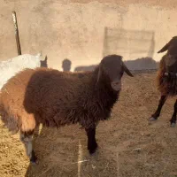 بره قوچ همو و قوچ چهار دندون هترو و چبش یک زایمان|حیوانات مزرعه|نیشابور, دارایی|دیوار