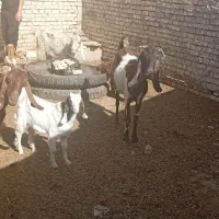 بزوگوسفند وبره