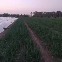 پیاز محلی|خوردنی و آشامیدنی|شبانکاره, |دیوار