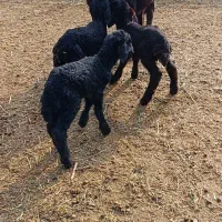 میش درجه یک بهترین جنس