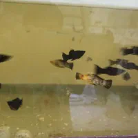 مولی و سوارتل|ماهی|کاشان, فین بزرگ|دیوار