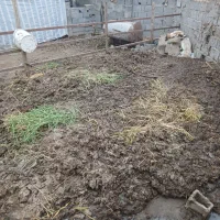 کودگاوی،رایگان،رایگان،رایگان روستای کملر