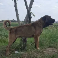 سگ سرابی