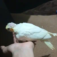 عروس هلندی دستی