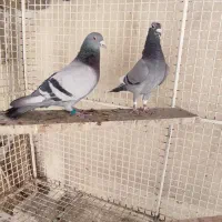 کبوتر پلاکی|پرنده|مسجد سلیمان, |دیوار