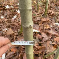 فروش نهال چنار|خدمات باغبانی و درختکاری|کردکوی, |دیوار