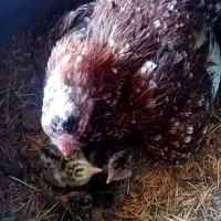 جوجه بوقلمون یکروزه