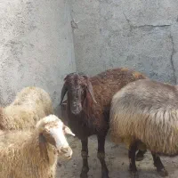 قوچ افشاری