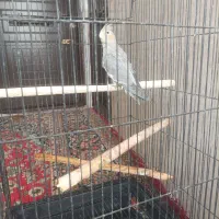 عروس هلندی با قفس بزرگ|پرنده|شریفآباد, |دیوار