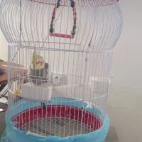 عروس هلندی نر|پرنده|شفت, |دیوار