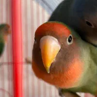 3عدد طوطی برزیلی