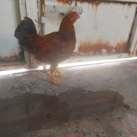 خروس