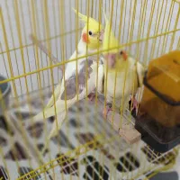 فروش عروس هلندی