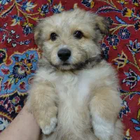 سگ شیتزوتریر