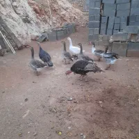 فروش دوعدد بوقلمون یک عدد نر،یک عدد ماده