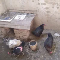 ۴ مرغ تخم گذار|حیوانات مزرعه|خوی, |دیوار