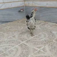 مرغ گلین