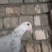 پلاکی المانی غول بیابونی