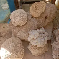 آکواریوم ومتعلقات|ماهی|صدرا-فارس, فاز ۱|دیوار