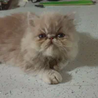 پرشین|گربه|بندرعباس, |دیوار