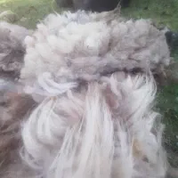 پشم گوسفند .کود دامی