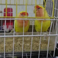 طوطی برزیلی مولد با قفس