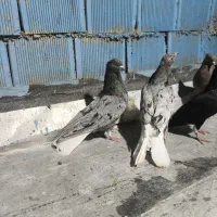 دمسفید