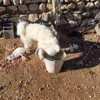 سگ فانتز|سگ|مرودشت, بیست متری بیمارستان|دیوار